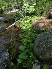 Micranthes nelsoniana aestivalis