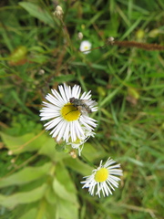 Zeuxia cinerea
