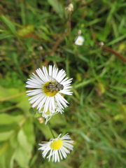 Zeuxia cinerea