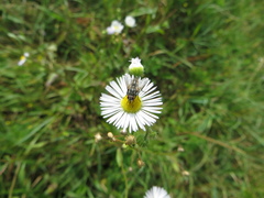 Zeuxia cinerea