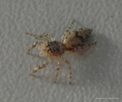 Balmaceda nigrosecta