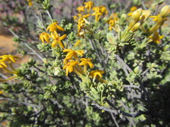 Lasiosiphon deserticola