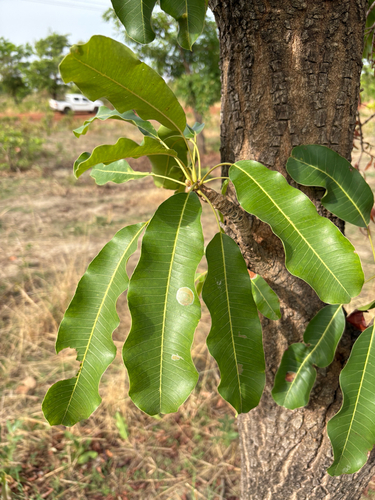 Shea Tree