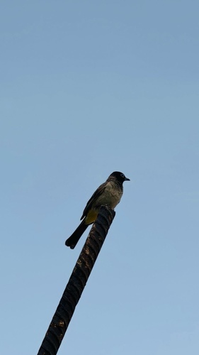 White-spectacled Bulbul