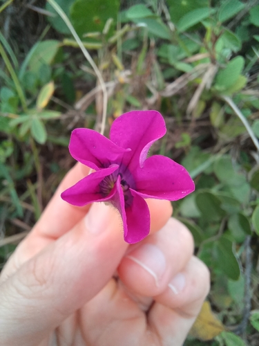 Image of Petunia integrifolia by (c) JG, some rights reserved (CC BY)