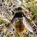 Warble Flies - Photo (c) Erland Refling Nielsen, some rights reserved (CC BY-NC)