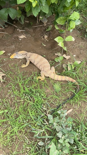 Grey Monitor