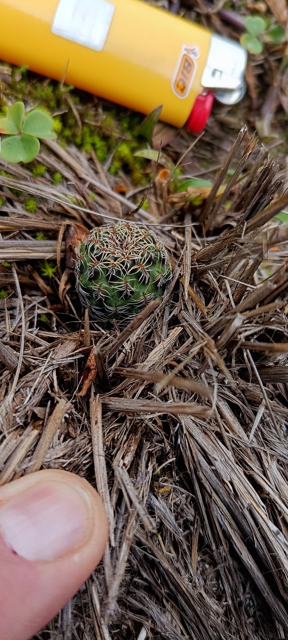 Weingartia vasqueziana