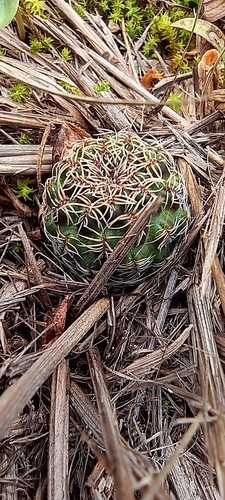 Weingartia vasqueziana