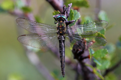 Somatochlora alpestris