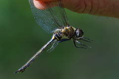 Somatochlora arctica
