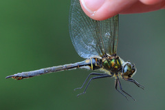 Somatochlora arctica