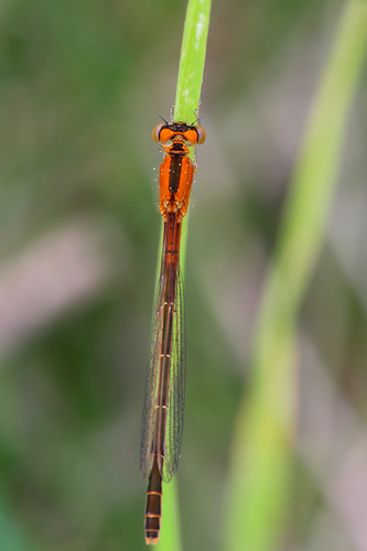 Scarce Blue-tailed Damselfly