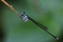Proplatycnemis pseudalatipes