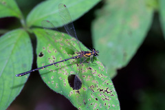 Nesolestes ranavalona