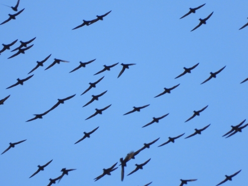 White-naped Swift (Streptoprocne semicollaris)