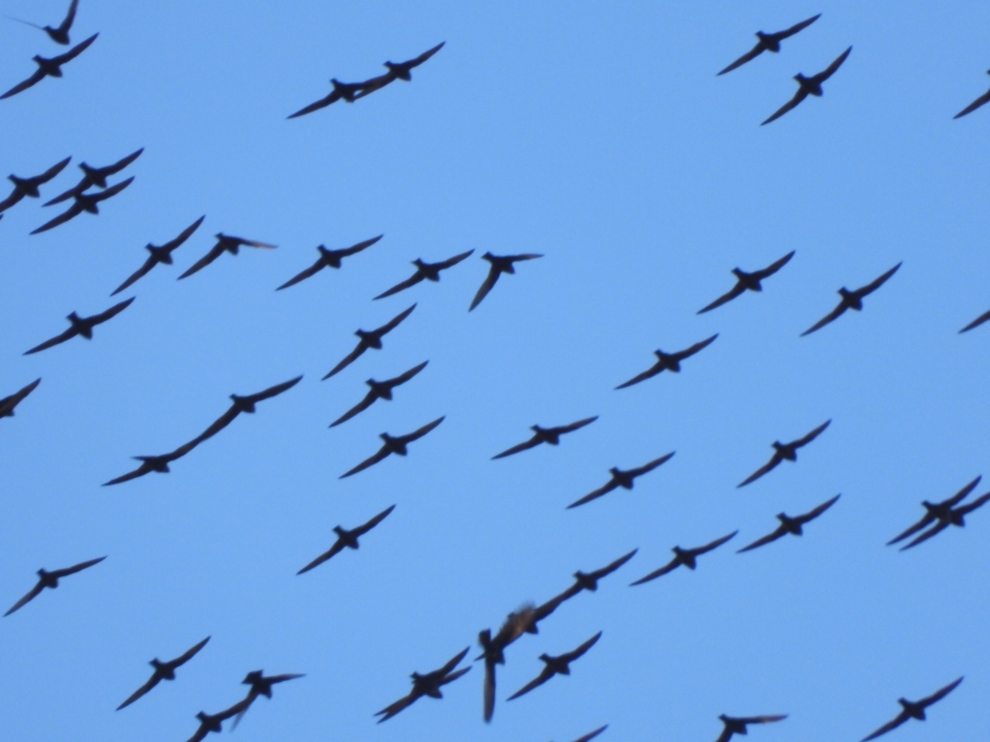 White-naped Swift (Streptoprocne semicollaris), photo 1