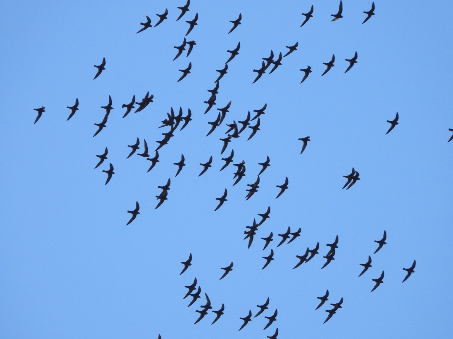 White-naped Swift (Streptoprocne semicollaris), photo 2