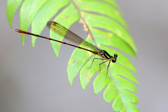 Protolestes leonorae