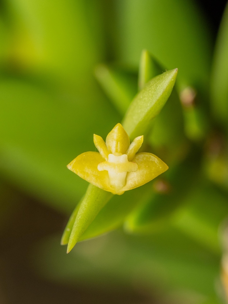 Dendrobium indivisum (Blume) Miq.