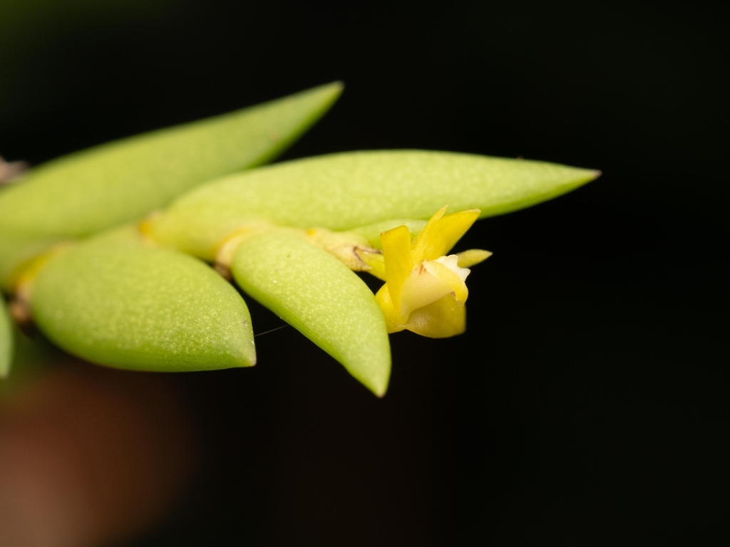 Dendrobium indivisum (Blume) Miq. 3