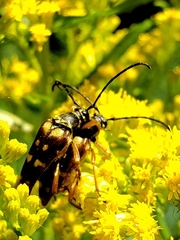 Typocerus velutinus
