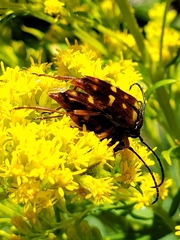 Typocerus velutinus