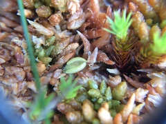 Pinguicula villosa