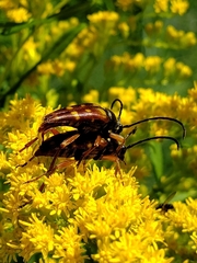 Typocerus velutinus