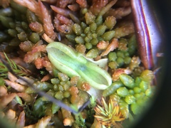 Pinguicula villosa