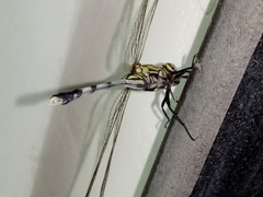 Orthetrum sabina