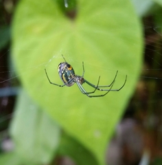 Leucauge venusta