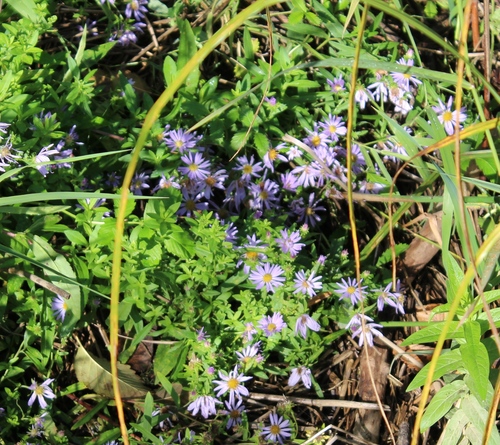 Symphyotrichum subspicatum