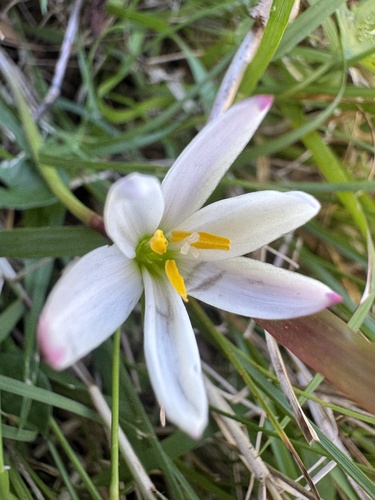 Zephyranthes minima