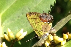 Chlorostrymon maesites