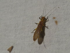 Anacroneuria furfurosa