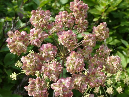 Lyall's angelica (Angelica arguta)