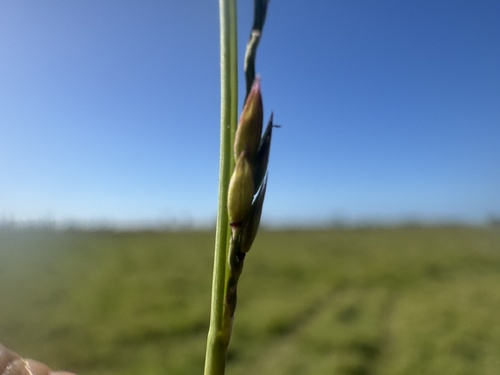 Eriochloa montevidensis