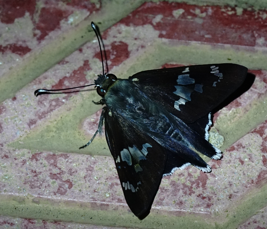 Frosted Skipper