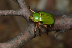 Chrysina lecontei