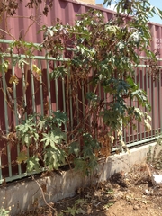 Ricinus communis