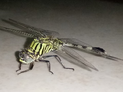 Orthetrum sabina
