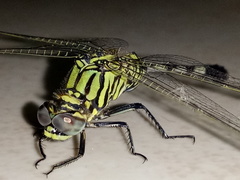Orthetrum sabina