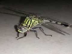 Orthetrum sabina