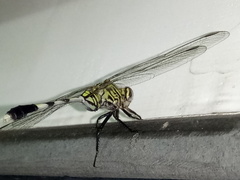 Orthetrum sabina