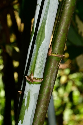 Chusquea pittieri