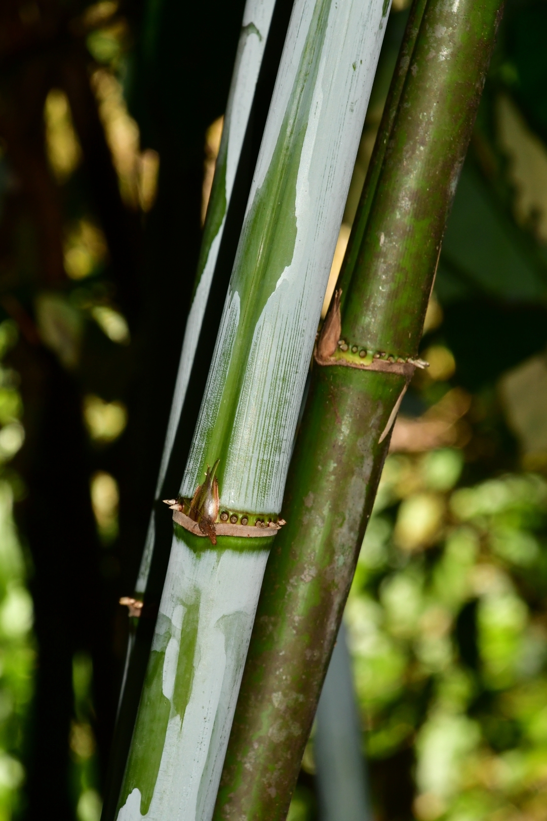 Chusquea pittieri