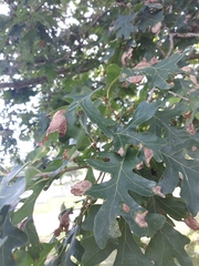 Quercus