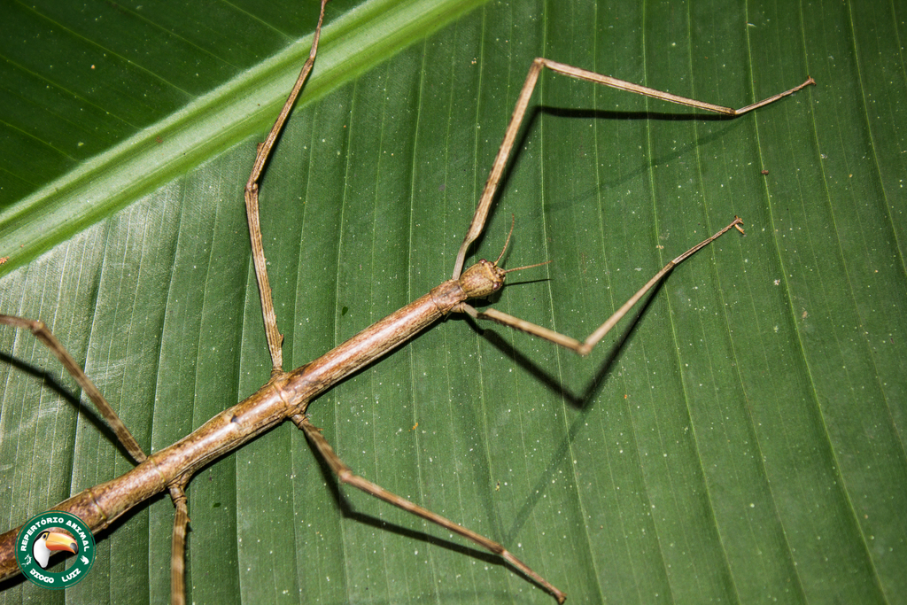 Cladoxerus cryphaleus