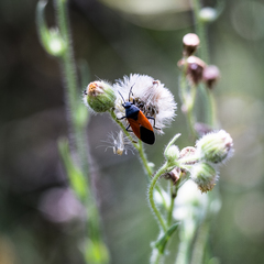 Melanopleurus belfragei